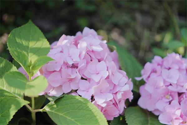 烈日炎炎的夏天关心祝福寄语，给您送来一丝凉爽
