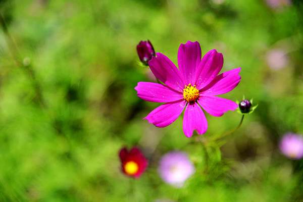 盛夏炎热天气防暑关心祝福语