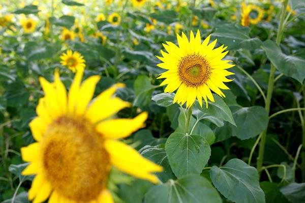 火热夏季防暑关心祝福语26句