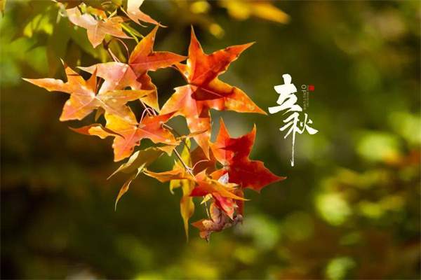 立秋是几月几日2024年 今年是早立秋还是晚立秋