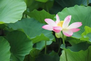 夏天太热了问候祝福语及关心的话27句