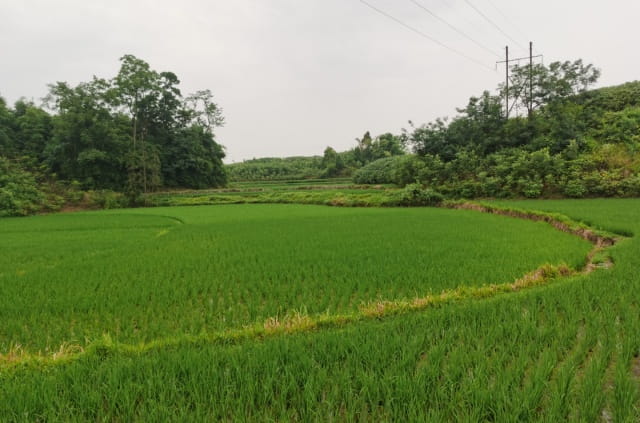 美丽的田野作文400字