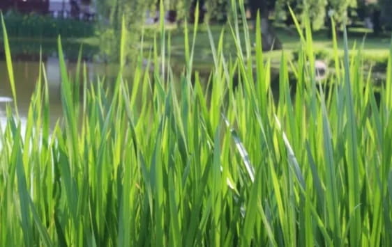 菖蒲怎么读拼音