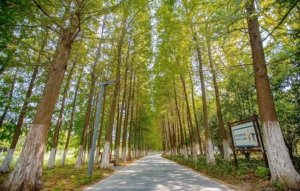 春游作文500字以上