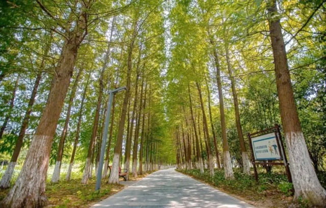 春游作文500字以上