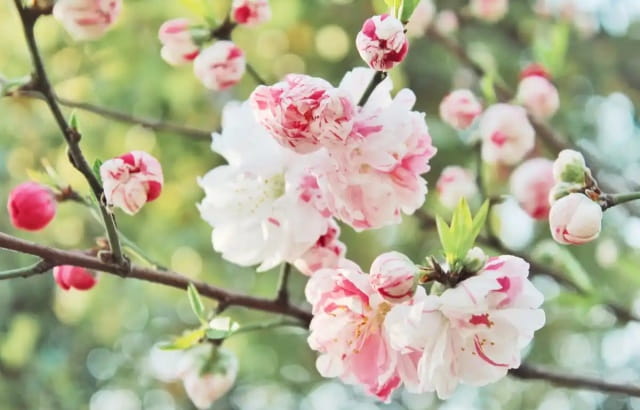 爱盛开在春日作文600字（精选3篇）